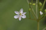 American umbrellaleaf